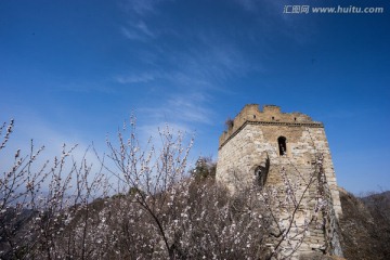 箭扣长城花季 蓝天白云 烽火台