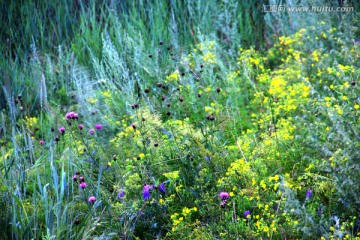 草丛中的野花