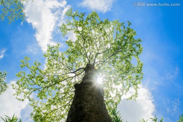 蓝天白云大树阳光