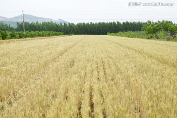 麦田