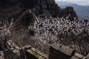 箭扣长城花季 城墙 逆光