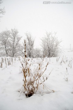 雪