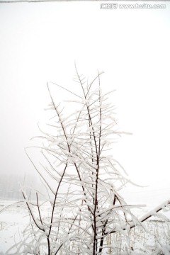 雪枝