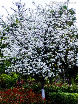 紫荆花花园