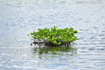 水生植物