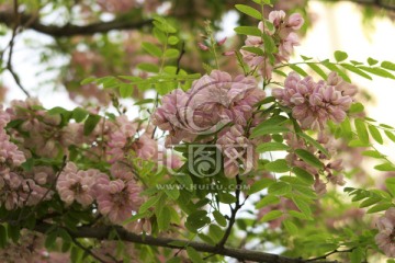 槐花 粉槐花