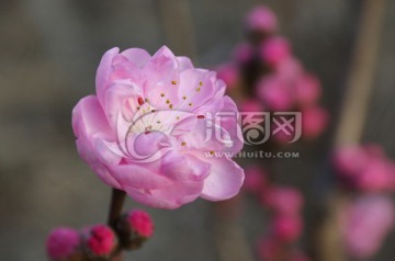紅梅報春