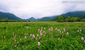 大九湖 圆花蓼（高清图）