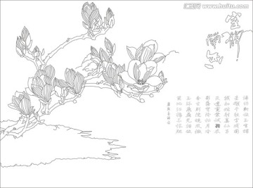 蘭花