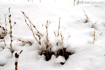 雪