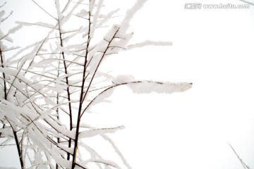 雪枝