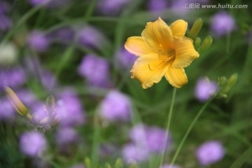 黄花菜花