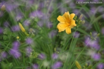 黄花菜花