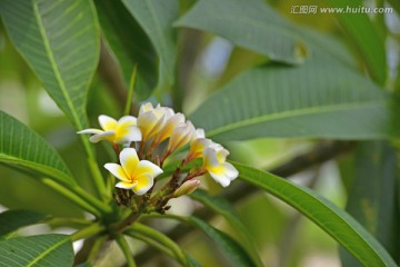 鸡蛋花