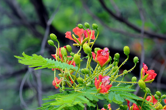 鲜花