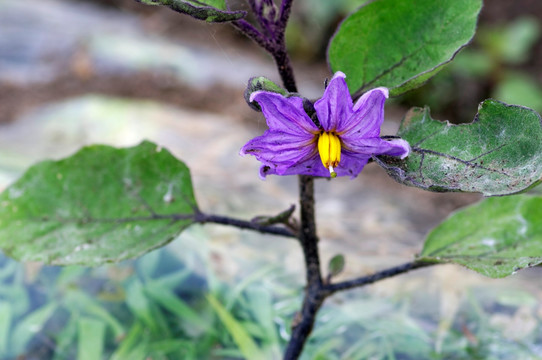 茄子花