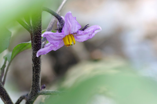 茄子花