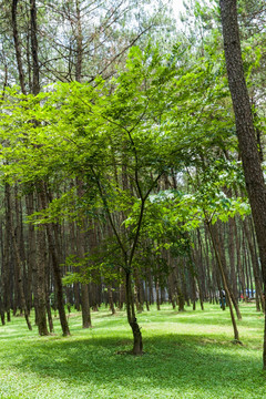 树干 树枝 树林