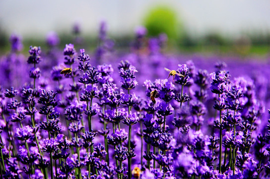 紫色浪漫 薰衣草