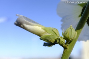 野花