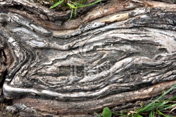 木纹 树根纹理背景