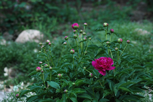 芍药花