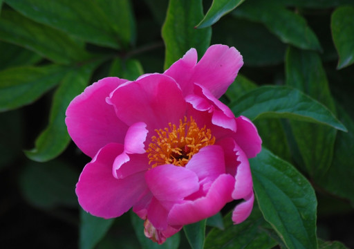 芍藥花