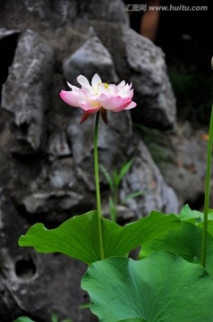 荷花 莲花