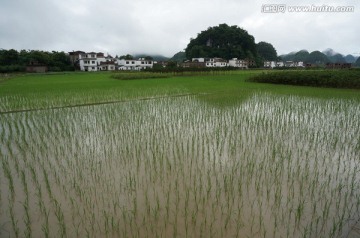 田野