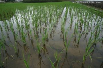 田野