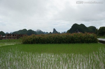 田野