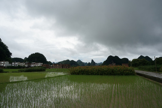 田野