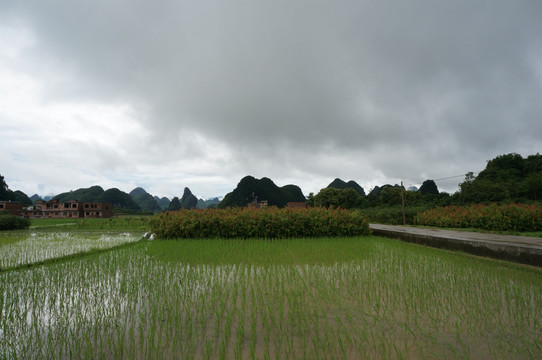 田野