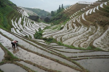 龙胜梯田