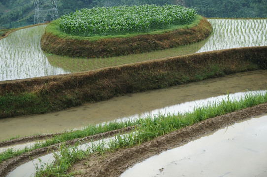 龙胜梯田