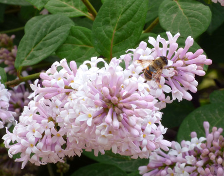 丁香花与蜜蜂