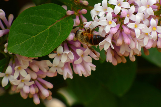 丁香花与蜜蜂