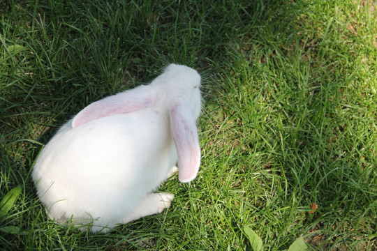 小兔子 兔  兔子