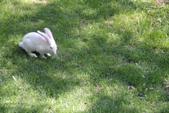 小白兔 小兔子 兔兔