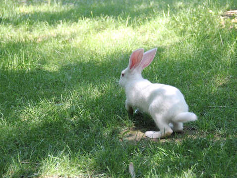 小白兔 小兔子 兔兔