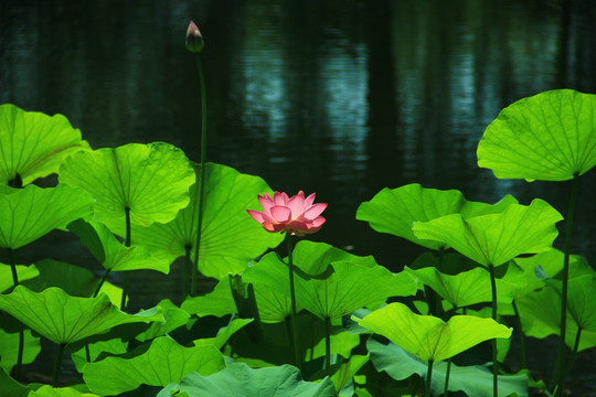 荷花池