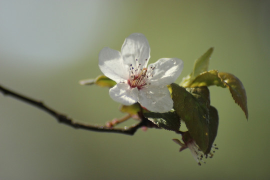 李花