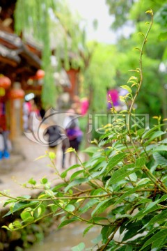 丽江古城街景 小溪