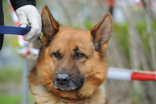 警犬