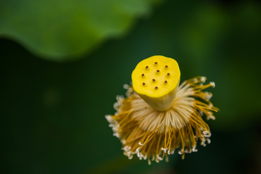 荷花 花蕾