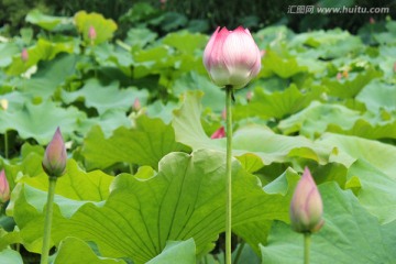 荷花 花苞