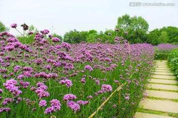 紫色花海 马鞭草