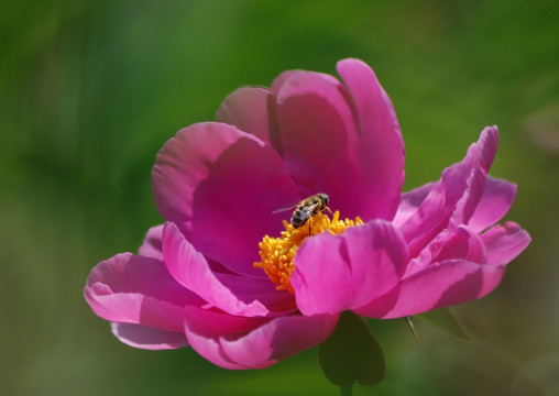 芍药花