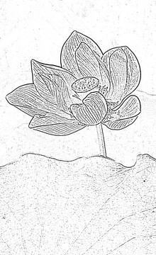 花卉設(shè)計(jì) 背景素材