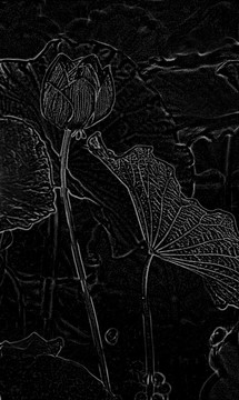 花卉設(shè)計(jì) 背景素材